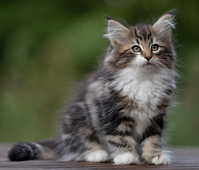 Angelika - 9 semaines