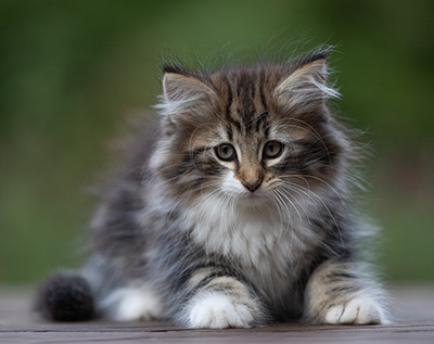 Angelika - 9 semaines