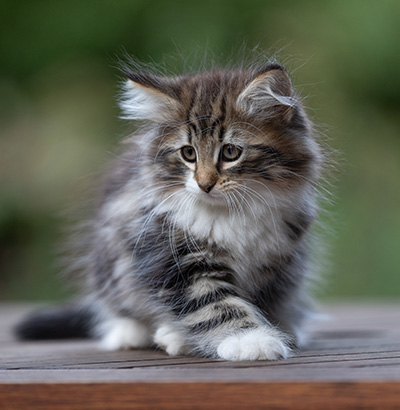 Angelika - 9 semaines