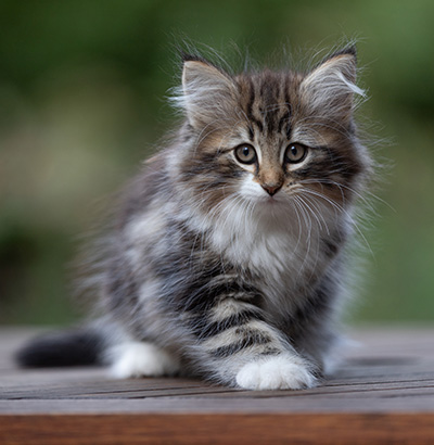 Angelika - 9 semaines