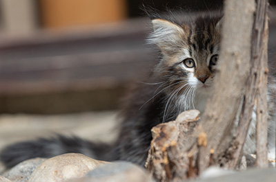 Angelika - 9 semaines