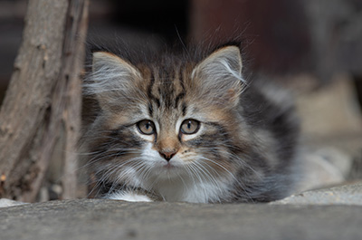 Angelika - 9 semaines