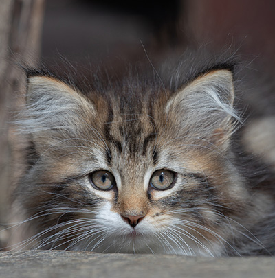 Angelika - 9 semaines