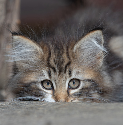 Angelika - 9 semaines