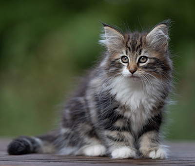 Angelika - 9 semaines