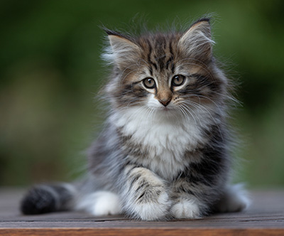 Angelika - 9 semaines