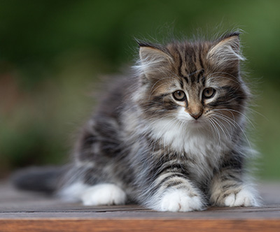 Angelika - 9 semaines