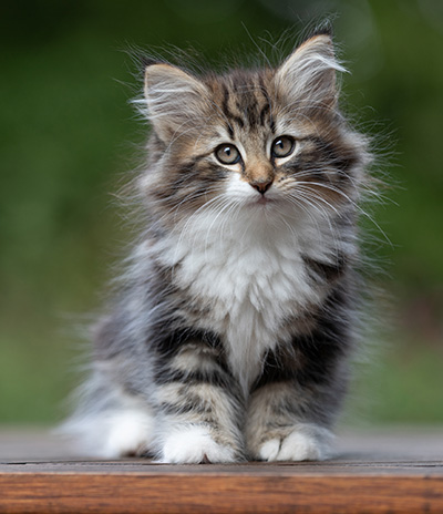 Angelika - 9 semaines