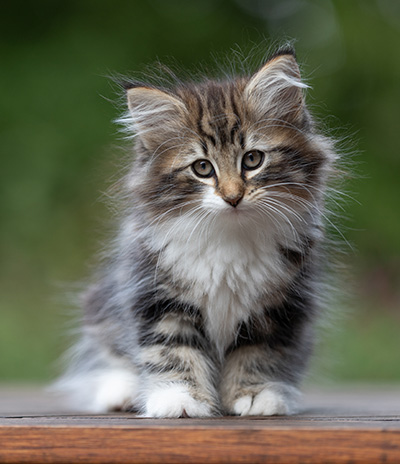 Angelika - 9 semaines