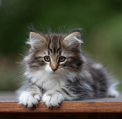 Angelika - 9 semaines