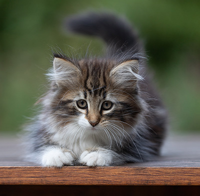 Angelika - 9 semaines