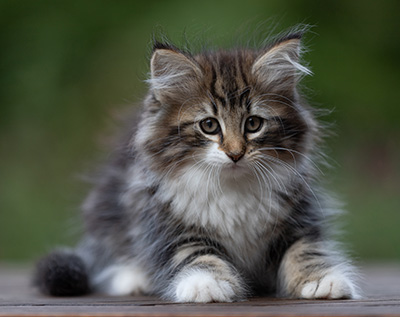 Angelika - 9 semaines