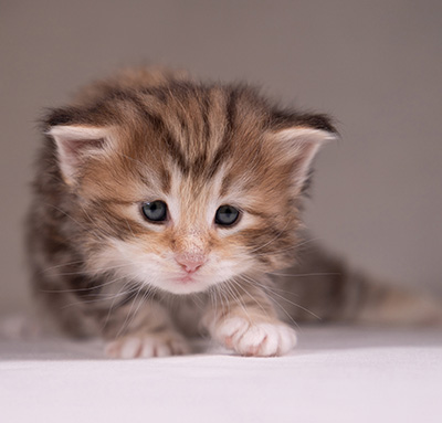 Annika - 3 weeks old