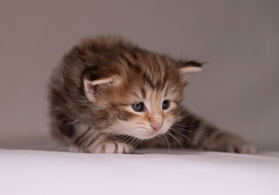 Annika - 3 weeks old