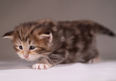 Annika - 3 weeks old