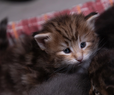 Annika - 3 weeks old