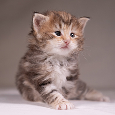 Annika - 3 weeks old