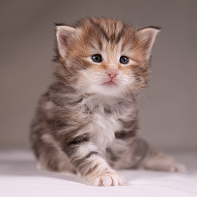Annika - 3 weeks old