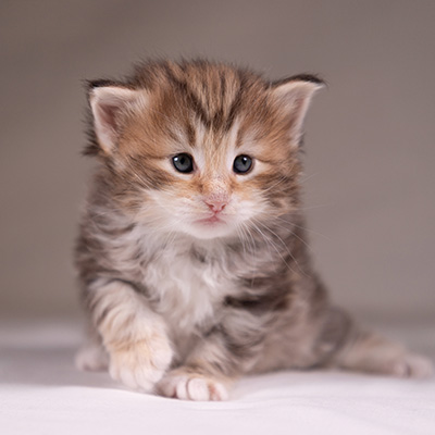 Annika - 3 weeks old