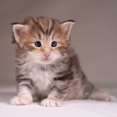 Annika - 3 weeks old