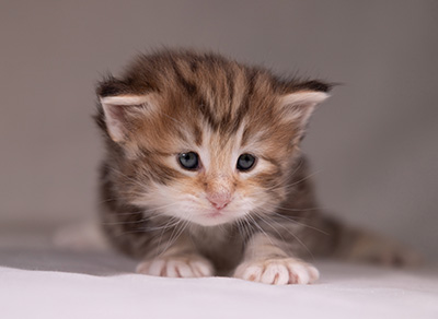 Annika - 3 weeks old