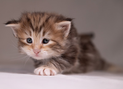 Annika - 3 weeks old