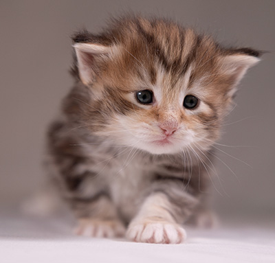 Annika - 3 weeks old