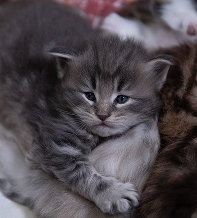 Arvid - 3 weeks old