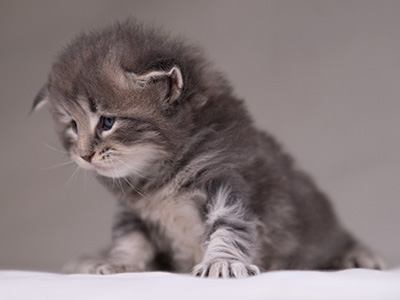 Arvid - 3 weeks old