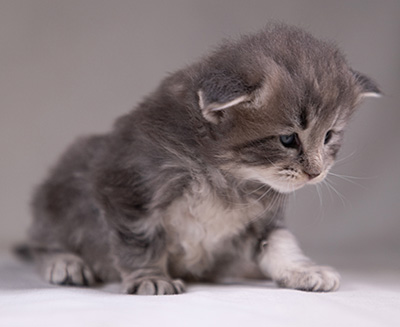 Arvid - 3 weeks old