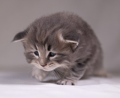 Arvid - 3 weeks old