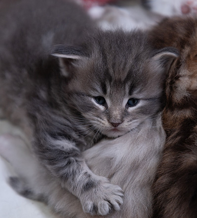 Arvid - 3 weeks old
