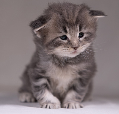 Arvid - 3 weeks old