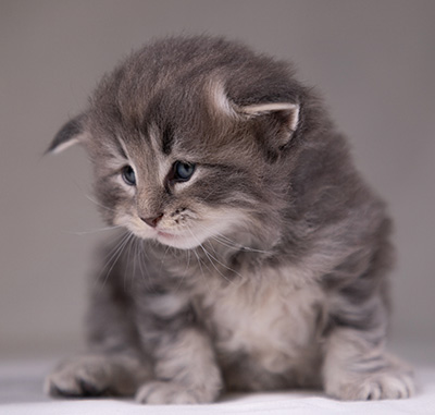 Arvid - 3 weeks old