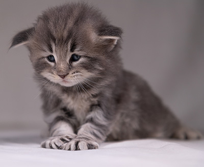Arvid - 3 weeks old
