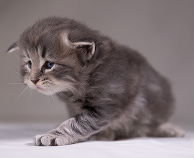 Arvid - 3 weeks old