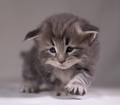 Arvid - 3 weeks old