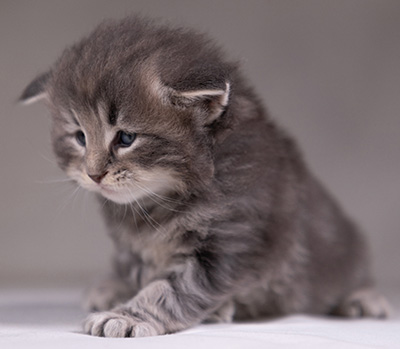 Arvid - 3 weeks old