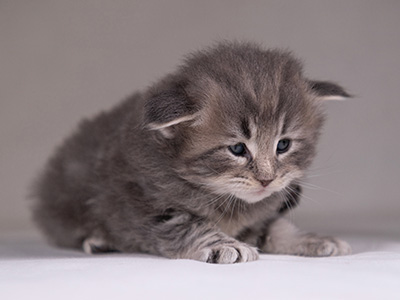 Arvid - 3 weeks old