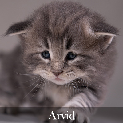 Arvid
