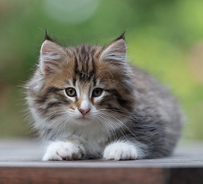 Barthold - 8 weeks old