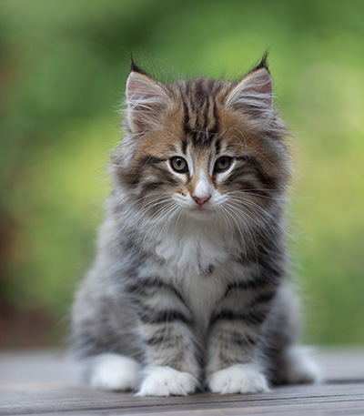 Barthold - 8 weeks old