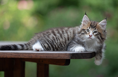 Barthold - 8 weeks old