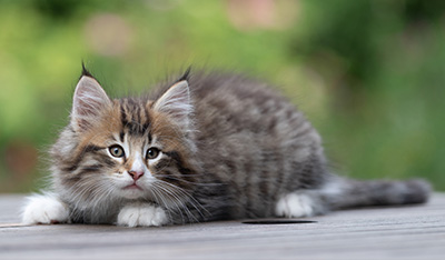 Barthold - 8 weeks old