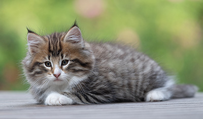 Barthold - 8 weeks old