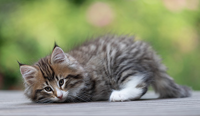 Barthold - 8 weeks old