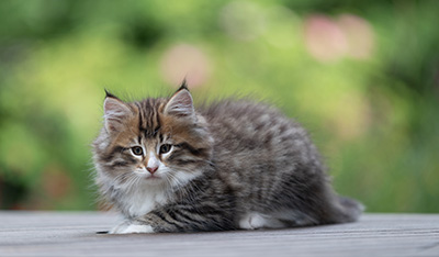 Barthold - 8 weeks old