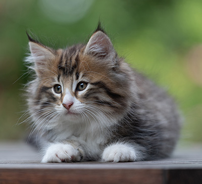Barthold - 8 weeks old