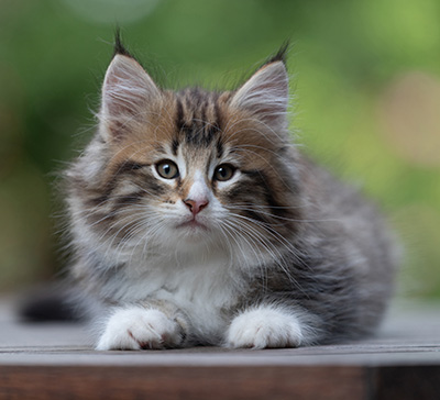 Barthold - 8 weeks old