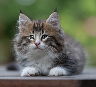 Barthold - 8 weeks old
